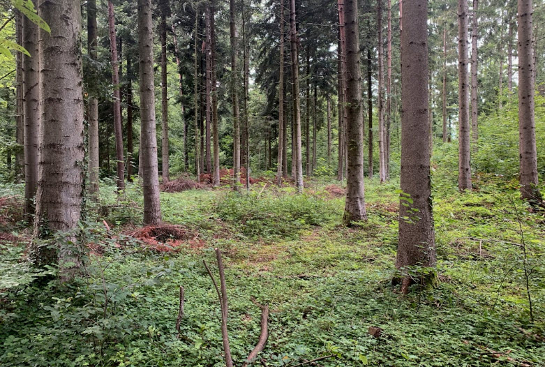 Old Forest State Natural Area, United States